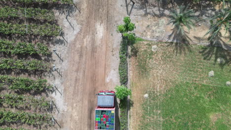 Antena-De-Arriba-Hacia-Abajo-Sobre-Camión-Cosechando-Uvas-En-Un-Viñedo-En-Paracas,-Perú