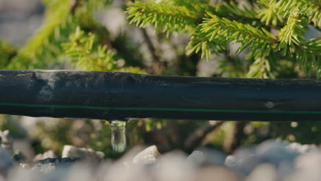 drip irrigation system detail