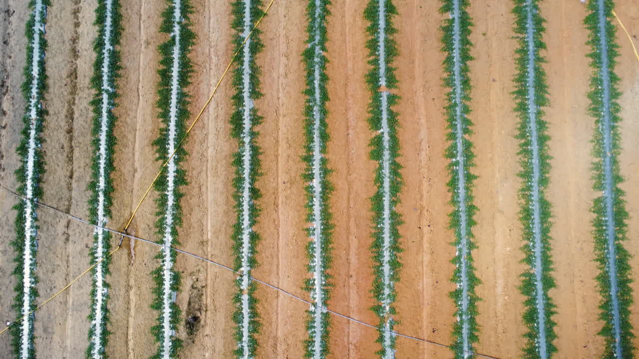 patrón lineal abstracto de plantación cultivada, vista aérea de arriba hacia abajo