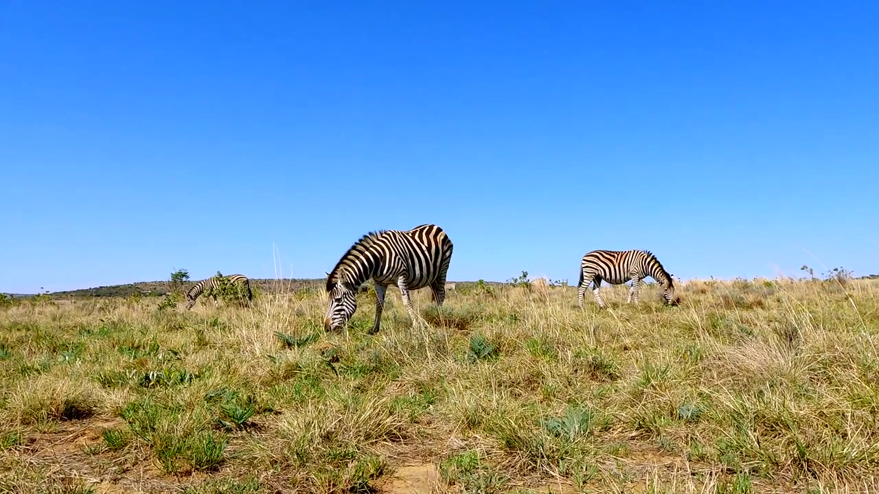 Zebra di Burchell che pascola in un campo erboso verde con un cielo azzurro limpido. Scatto con zoom