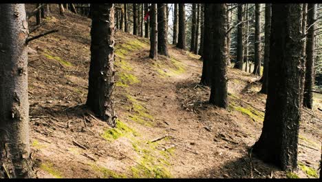 mountain biker riding bicycle in forest