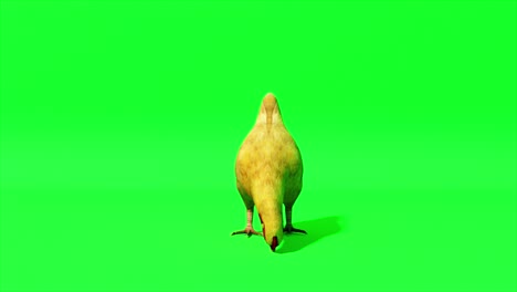 chicken goes on an isolated green background. chromakey. green screen. 3d animation of seamless loop