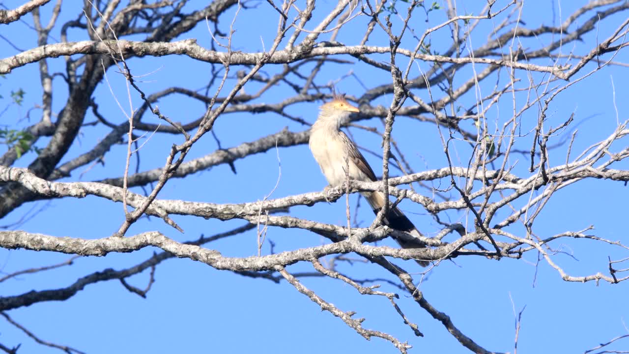 A guira cuckoo  (Guira guira) perched on a branch high on a tree,  with leafless branches and a clean blue sky in the background.