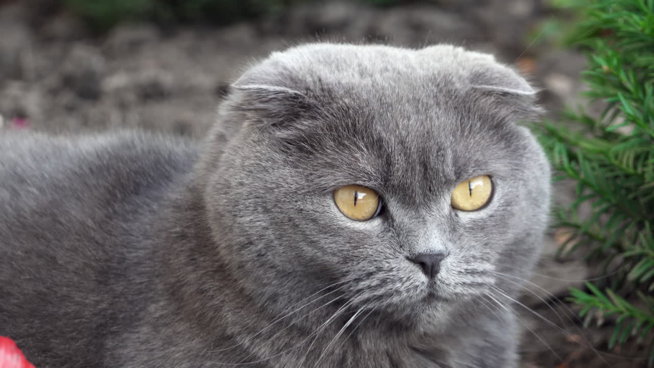 Scottish Fold cat with orange eyes and a red collar looking around in a garden