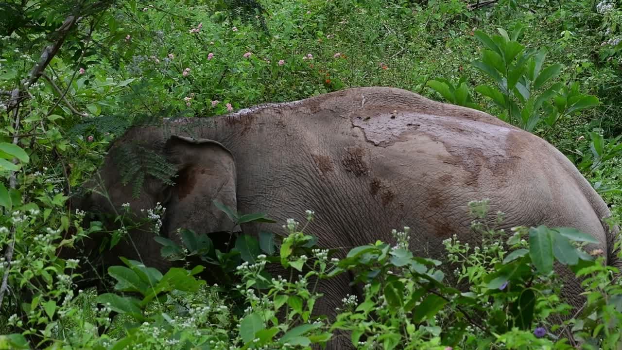 los elefantes asiáticos son especies en peligro de extinción y también son residentes de tailandia
