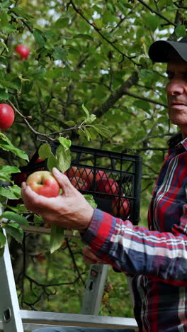 senior man picks the apple from the tree. farmer rubs the fruit in hands and by the shirt and puts it into the box. vertical video