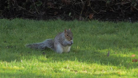 squirrel digging in green grass finds a nut