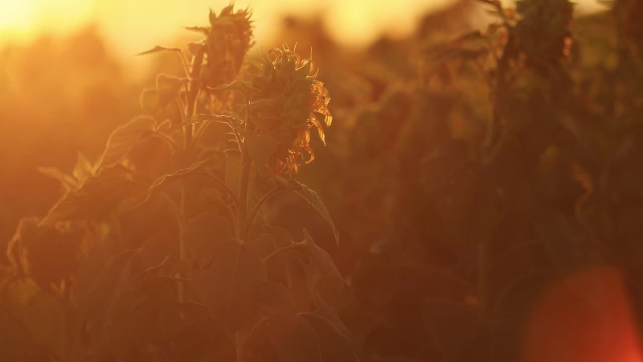 цветущий желтый солнечный свет как размытие за цветущими подсолнухами