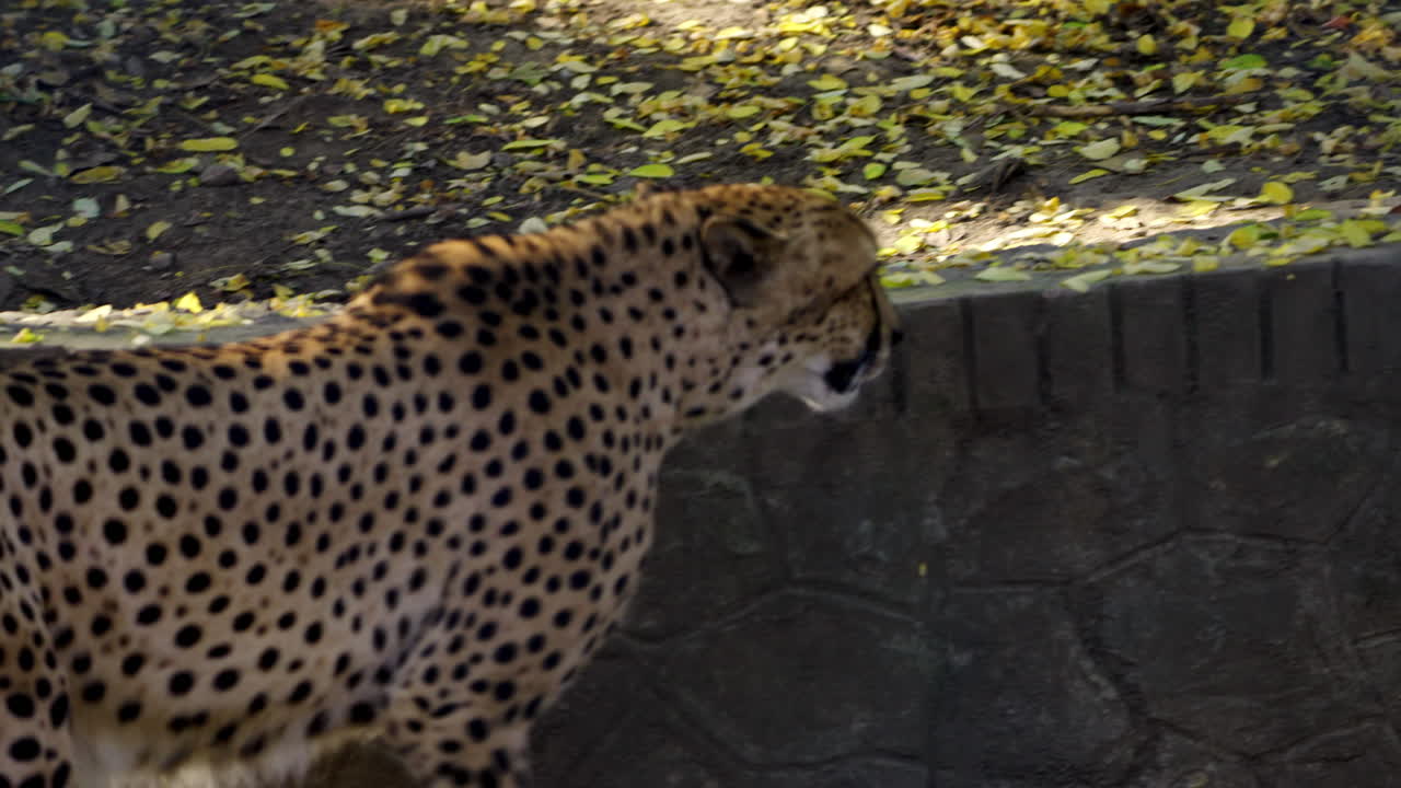 el guepardo en la naturaleza