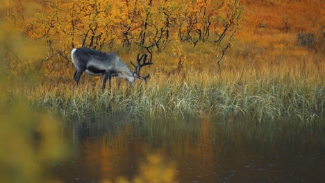 A-reindeer-grazes-on-the-bank-of-the-lake