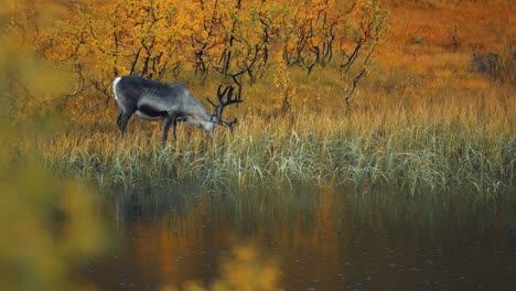 a reindeer grazes on the bank of the lake