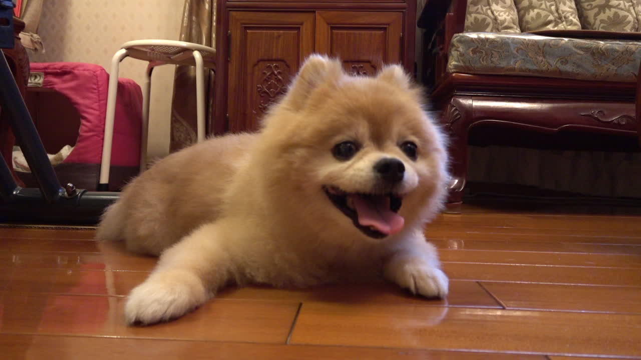 моя собака отдыхает дома