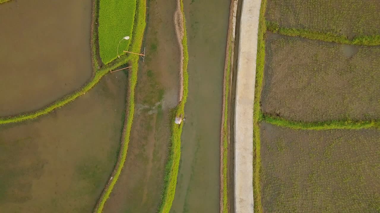 granjero que trabaja en un campo de arroz inundado en java central, indonesia durante la luz del sol - vista aérea superior