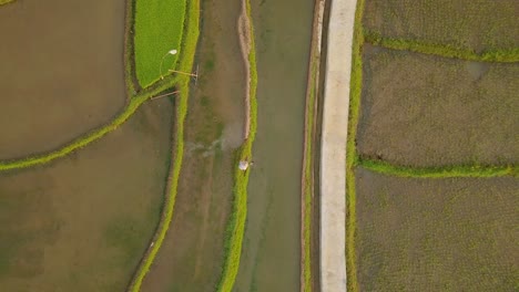 granjero que trabaja en un campo de arroz inundado en java central, indonesia durante la luz del sol - vista aérea superior