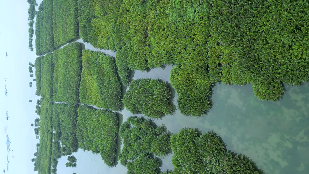 Aerial view of Coconut Forest in Hoi An, Vietnam. Vertical video.