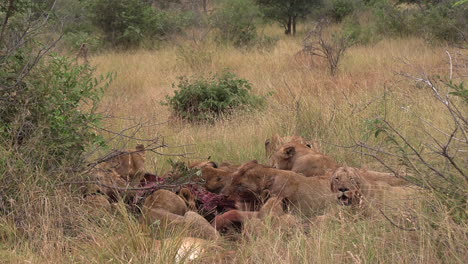 Lion-pride-visciously-tears-apart-meat-carcass-on-safari-of-Africa-in-grassland