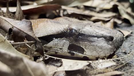 snake head peeks out hidden between leaves