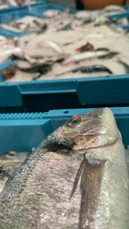 fresh fish and seafood at a market