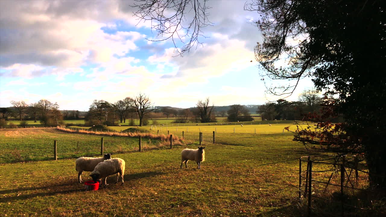 Campo de Leicestershire, três ovelhas em um prado comendo grama