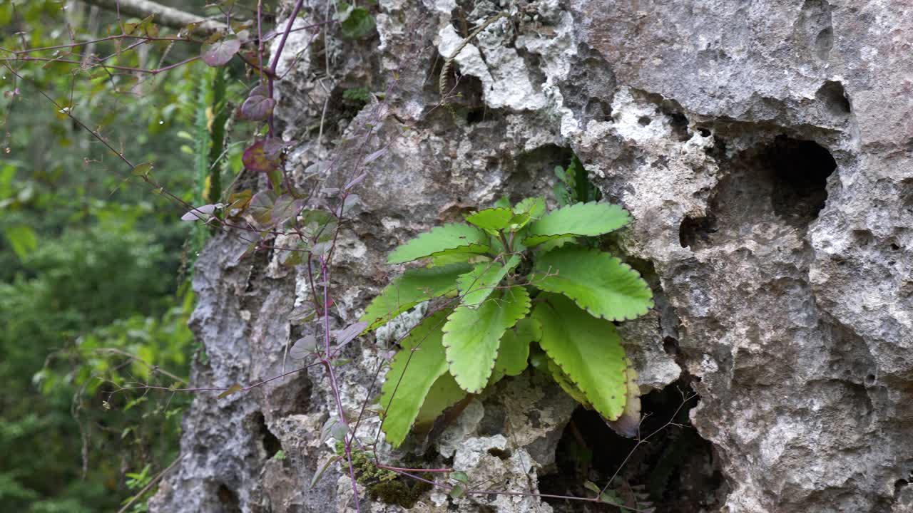 exploración panorámica lenta a través de la superficie rocosa con plantas que crecen dentro de las cavidades para una vista de fondo borrosa de bosques verdes y exuberantes