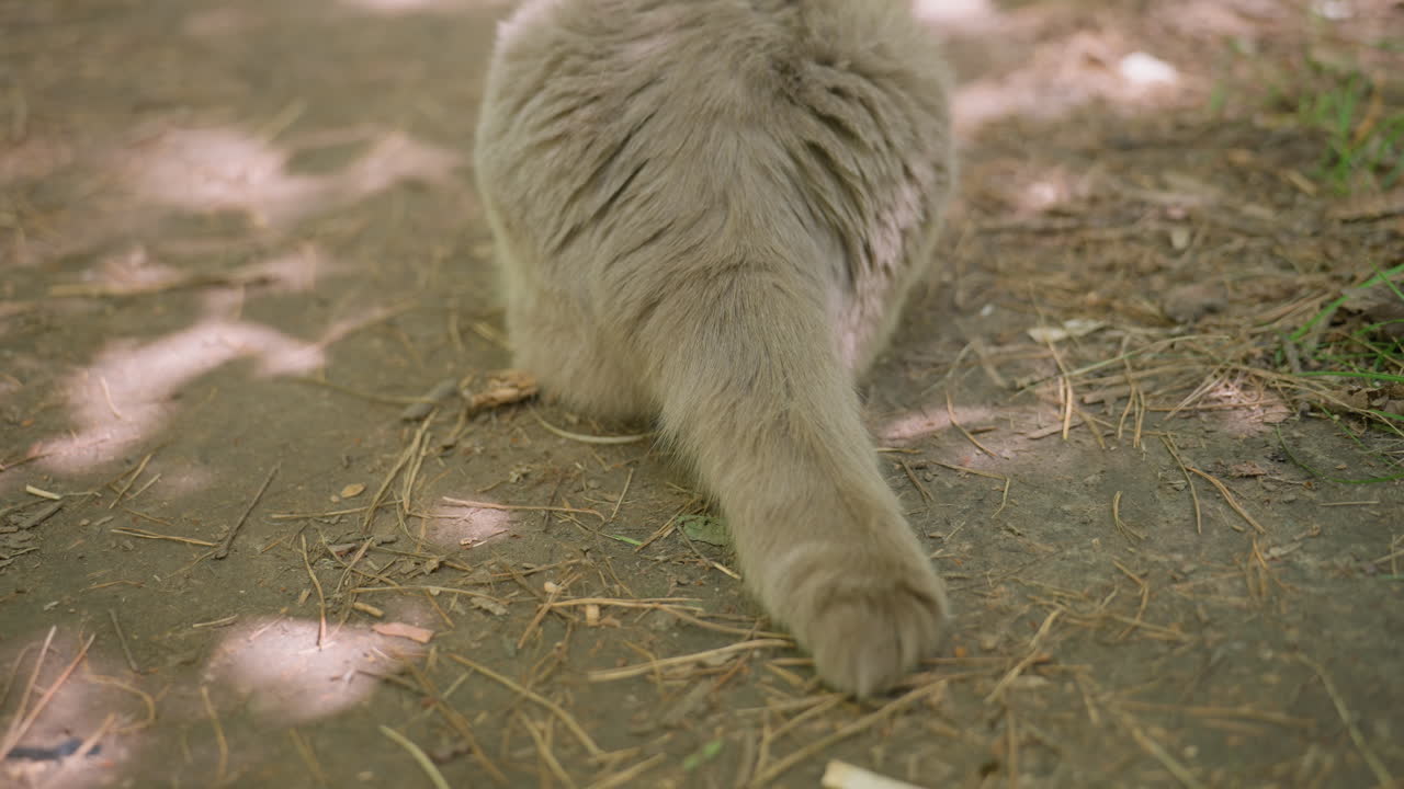 Cat Track Detailed, Intimate Look At Kitty Pawprints On Trail, Upclose Inspection Of Cat Tracks Along Natural Pathway, Detailed Examination Of Feline Paw And Tail Marks On Outdoor Walking Route