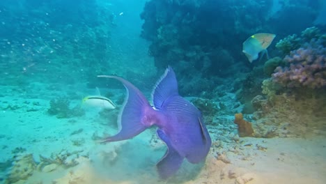 gran pez loro de coral en su entorno natural