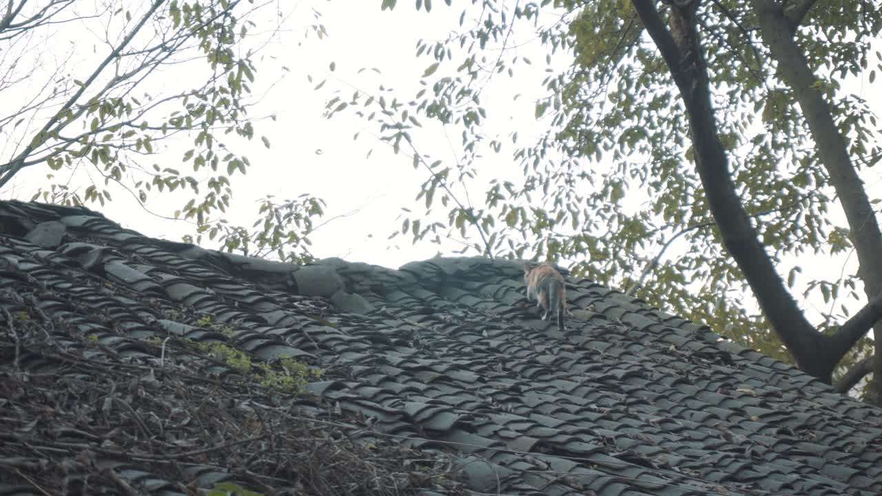 el gato camina sobre el techo de la casa vieja