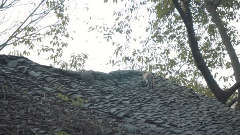 The-cat-is-walking-on-the-roof-of-the-old-house