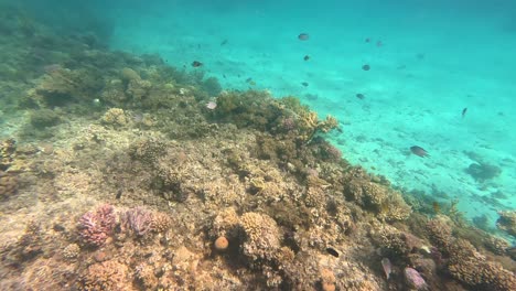 Exotic-fish-and-corals-in-turquoise-water-in-Egypt