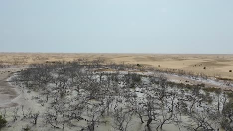 decomposing bushes in dumb balochistan due to global warming - global warming effect on pakistan