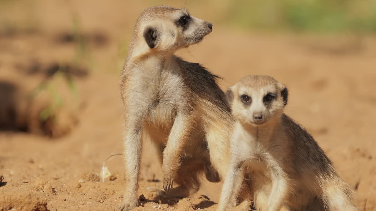 O suricato (Suricata suricatta) é um pequeno mangusto encontrado no sul da África