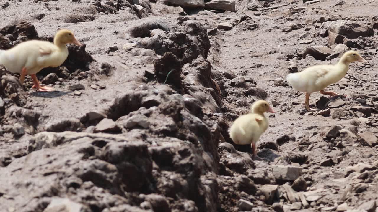Ducklings traverse and explore muddy ground