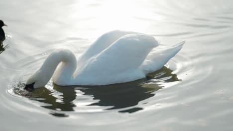 un hermoso cisne blanco en el lago
