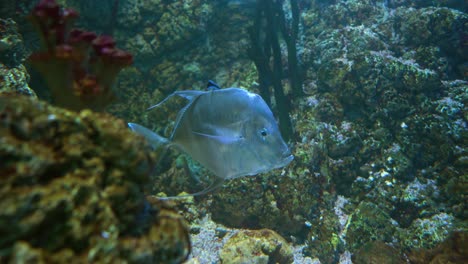 Lookdown-(Selene-Vomer)-Ist-Ein-Wildfisch-Aus-Der-Familie-Der-Carangidae