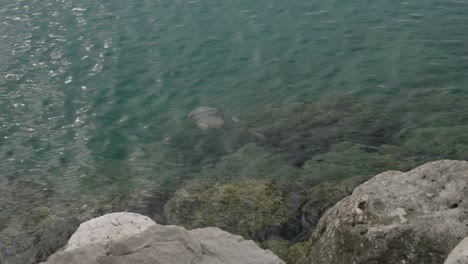 A-barrel-jellyfish-swimming-in-clear-sea-water,-near-the-rocky-shoreline