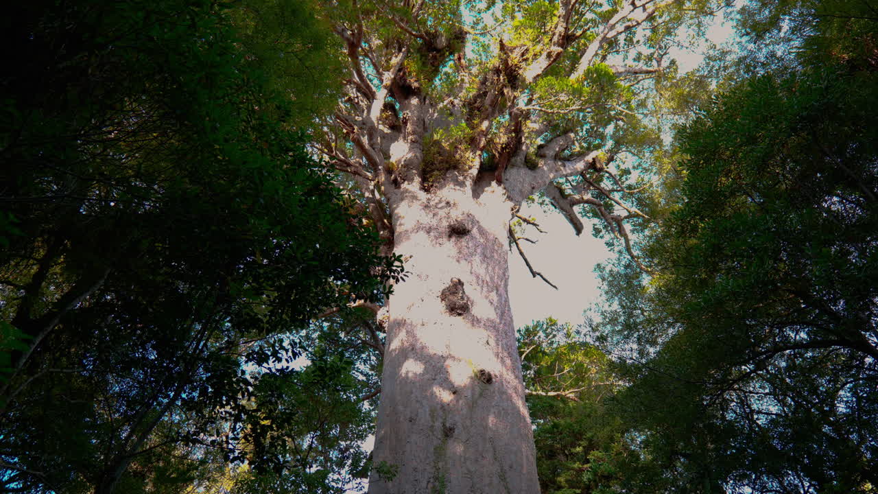 뉴질랜드 와이푸아 카우리 숲 에 있는 카우리 나무 의 느린 속도 로 낮은  ⁇