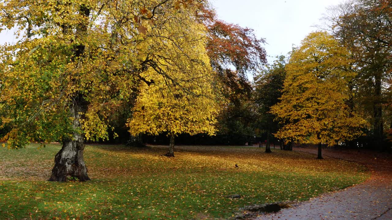 Leaves falling in Hazelhead park in Autumn