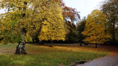 leaves falling in hazelhead park in autumn