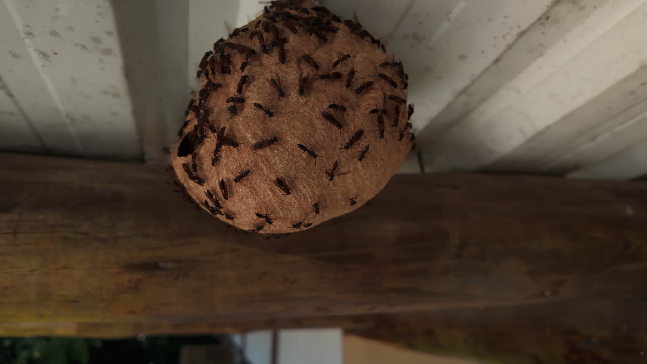 Close-up orbiting shot of an active wasp nest teeming with insects attached to a structure exterior, showing dense colony activity and nest surface detail in daylight