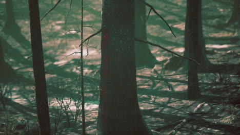 eerie dark forest with dead trees and red marks