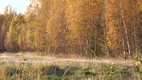 Autumn-winds-on-yellow-birch-trees,-wide-panning-shot