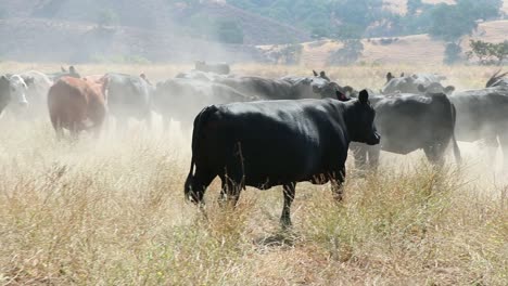 herd of black angus cattle slowly walking away to more grass