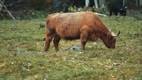 vaca montañesa roja esponjosa pastando en un campo rocoso