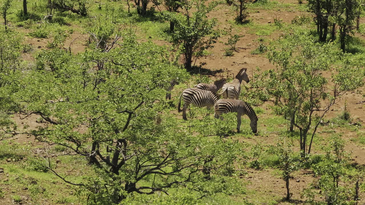 Parco Hwange, Zimbabwe, aerea v10, flycam a bassa quota intorno a una mandria di zebre al pascolo tra i radi cespugli verdi della savana africana, illuminati dal sole - Ripresa con Mavic 3 Pro Cine - 4 gennaio 2024