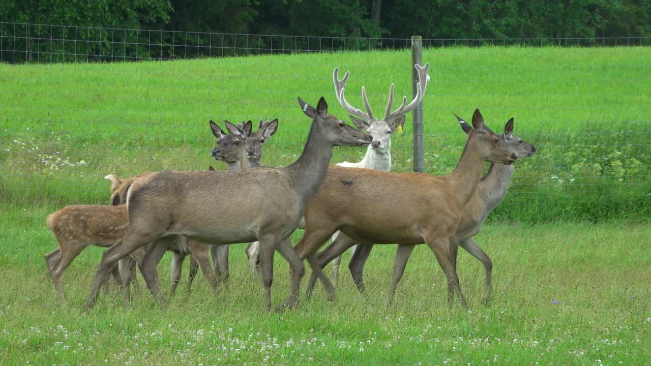 많은 사슴이 사슴 정원의 푸른 초원에서 풀을 뜯고 있다