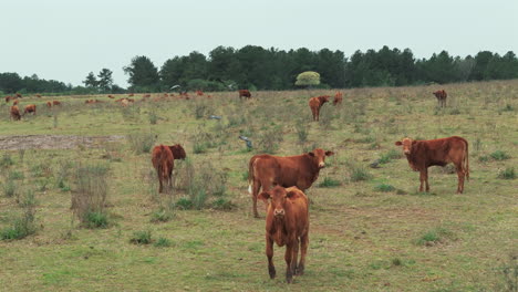 drone footage of a herd of brown cattle grazing and looking up as the drone slowly pans around, with birds flying through the scene