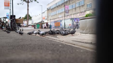 slow-motion video of the pigeons on the street