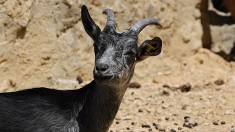 portrait shot of young cute baby goat outdoors during sunny day in sandy area