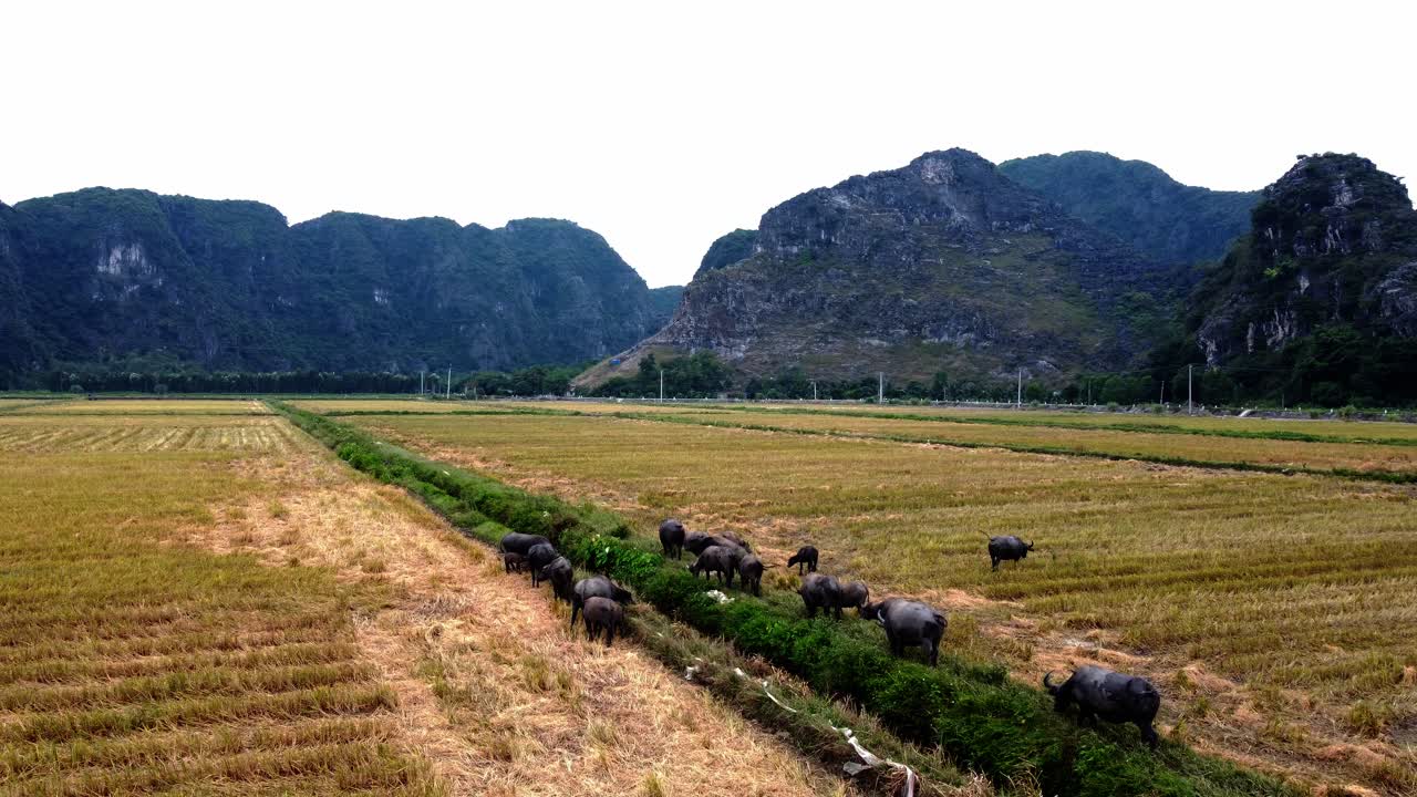 Grassy meadow location, Vietnam countryside, Gaur herd, rural farming