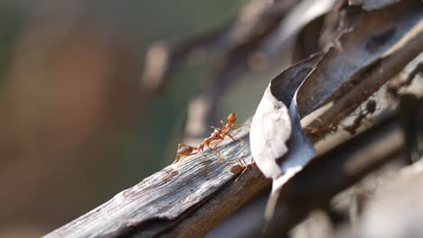 An-ant-was-carrying-its-dead-friend